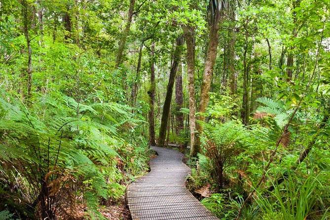 Bay of Islands Shore Excursion: Puketi Rainforest Guided Walk - Price and value: is $157.01 fair for a half-day kauri walk?