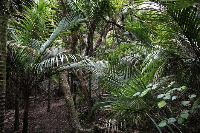 Beautiful Nature Tours Auckland - Private Tour - A private West Coast half-day that feels like real local time