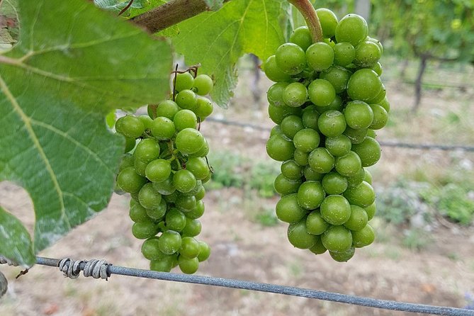 Beyond the Vines - Full-Day Marlborough Wine Tasting Tour - Who should book Beyond the Vines, and who should skip it