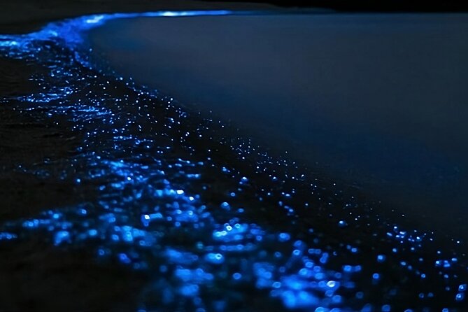 Bioluminescence Kayak Tour - Est. 1994 - From Rosedale to the Long Bay - Okura Marine Reserve