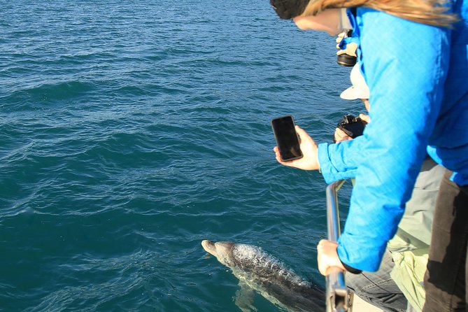 Bird Watching and Dolphin Eco-Tour to Blumine Island - Picton start at E-Ko, with views and a briefing that sets you up