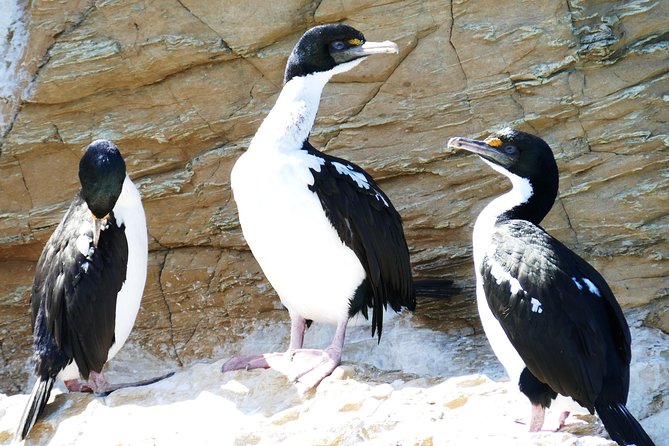 Bird Watching and Dolphin Eco-Tour to Blumine Island - Blumine Island: predator-free bird sanctuary time you can actually plan for