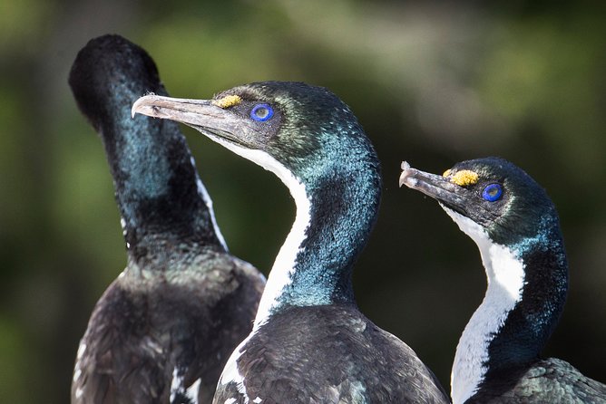 Bird Watching and Dolphin Eco-Tour to Blumine Island - The birds to look for, from kakariki to king shags
