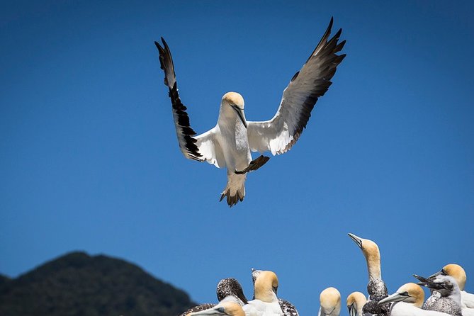 Bird Watching and Dolphin Eco-Tour to Blumine Island - The hour on land: short, focused, and lightweight
