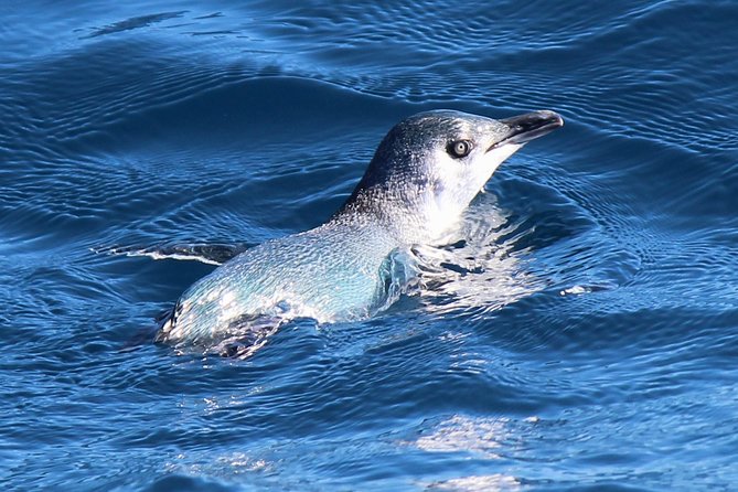 Bird Watching and Dolphin Eco-Tour to Blumine Island - Price and value: what you’re paying for at about €112