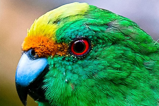Bird Watching and Dolphin Eco-Tour to Blumine Island - Queen Charlotte Sound cruise: the ride is part of the wildlife