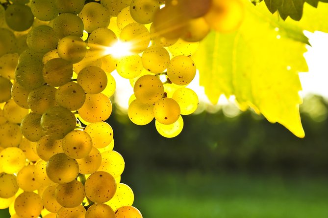 Blenheim Half day Wine Tour - Key highlights I’d put first