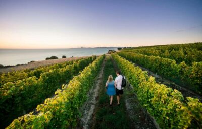 Blenheim/Renwick: Marlborough Half-Day Wine Tour with Lunch