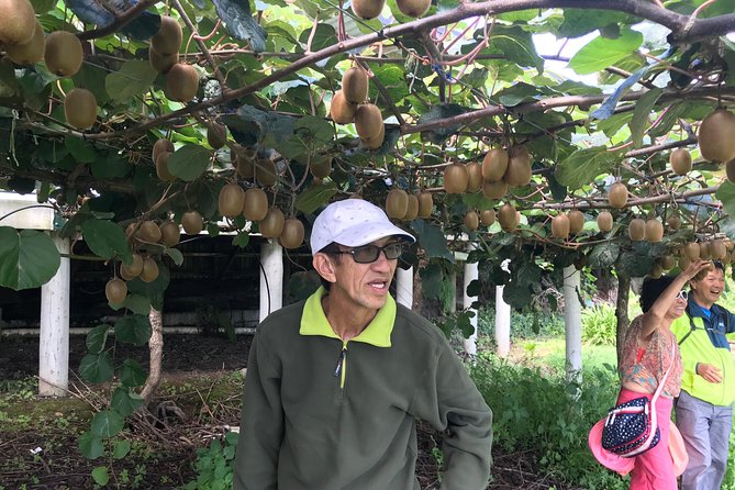 Boutique tour , Mt Maunganui, NZ farm, Rotorua lakes/geothermal - Mt Maunganui Main Beach and Te Puke Kiwi Fruit: The Best First Act