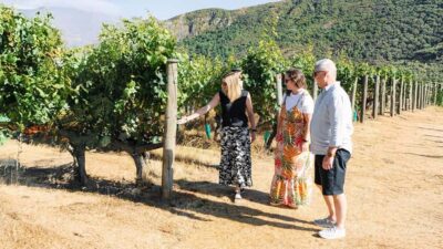 Boutique Winery Half-Day Tour & Vineyard Platter-Style Lunch