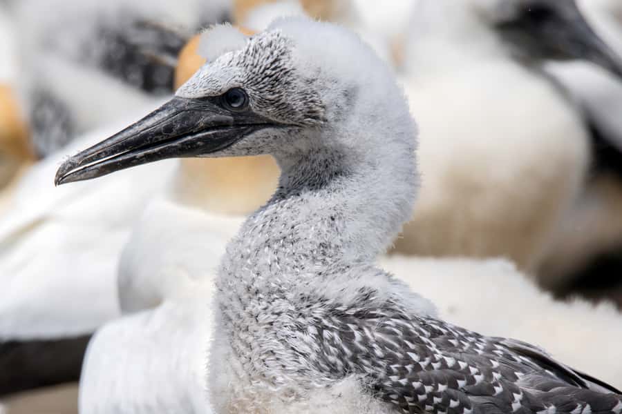 Cape Kidnappers Gannet Colony Private Tour - Key things to know before you go
