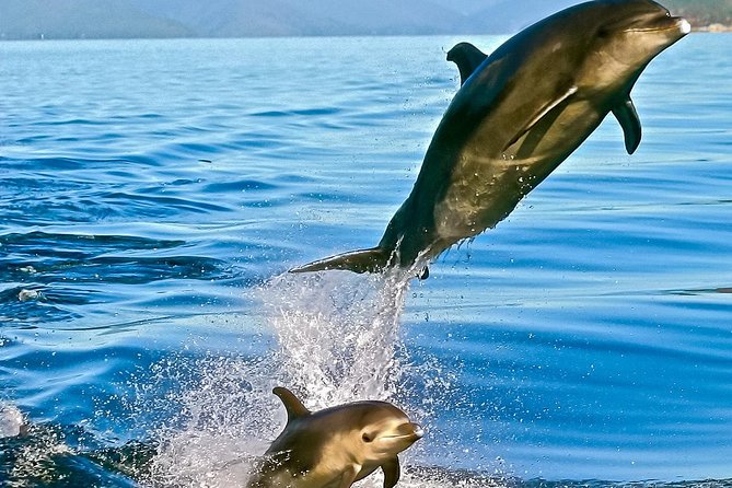 Captain Cook and Dolphin Cruise - Wildlife spotting that actually gives you names: seals, dolphins, and birds