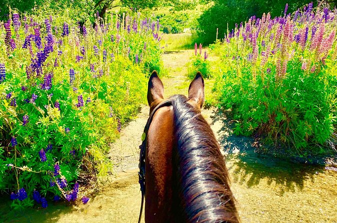Cardrona High Country Pub Trail Horse Trek (Intermediate level+) - The Stop That Makes It a Pub Trail: Cardrona Hotel Drink Time