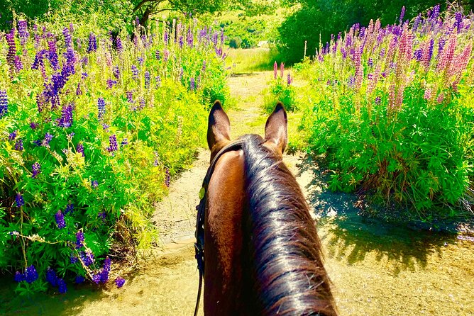 Cardrona High Country Pub Trail Horse Trek (Intermediate level+) - Your Horse, Your Safety, and Why Helmet Gear Matters