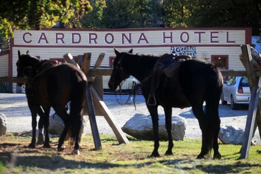 Cardrona Valley: Horse Trekking Experience - Your one-on-one lesson: steering, stopping, and confidence fast