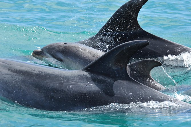 Carino Wildlife Cruises - Island and Wildlife Day Cruise - Paihia catamaran energy: what the 9:00am start feels like