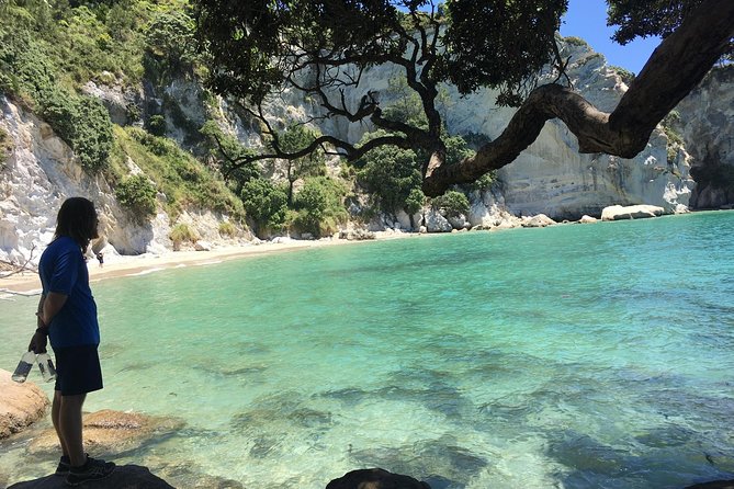 Cathedral Cove Day Trip from Auckland - Price and logistics: what $242.02 is really buying you