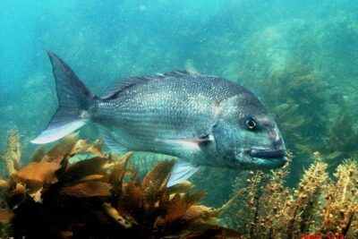 Cathedral Cove Dive & Snorkel- Marine Reserve specialised trips