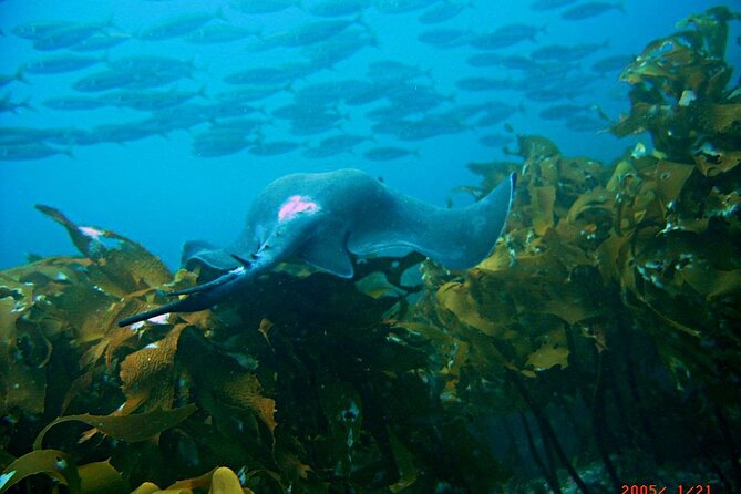 Cathedral Cove Dive & Snorkel- Marine Reserve specialised trips - The skipper-led approach: confidence beats chaos