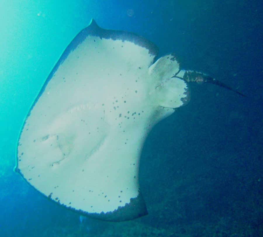Cathedral Cove Marine Reserve: Snorkeling Boat Trip - Hahei Launch Point and Why a 10-Person Group Feels Like the Right Size