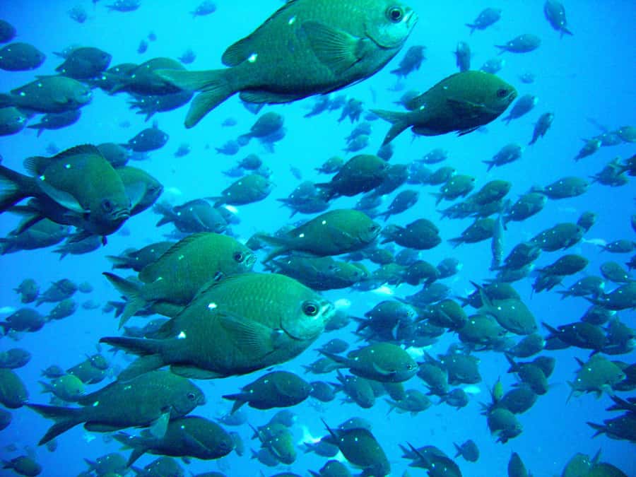 Cathedral Cove Marine Reserve: Snorkeling Boat Trip - The Speedboat Ride and What to Expect Before You Hit the Water