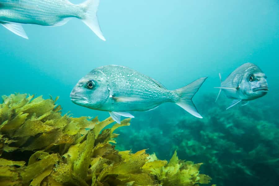 Cathedral Cove Marine Reserve: Snorkeling Boat Trip - Comfort, Safety, and What You Should Bring