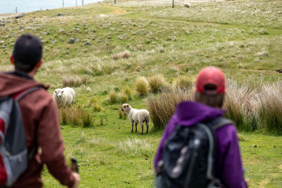 Christchurch: Godley Head & Lyttelton Guided Walking Tour - What to bring, and what to expect with weather