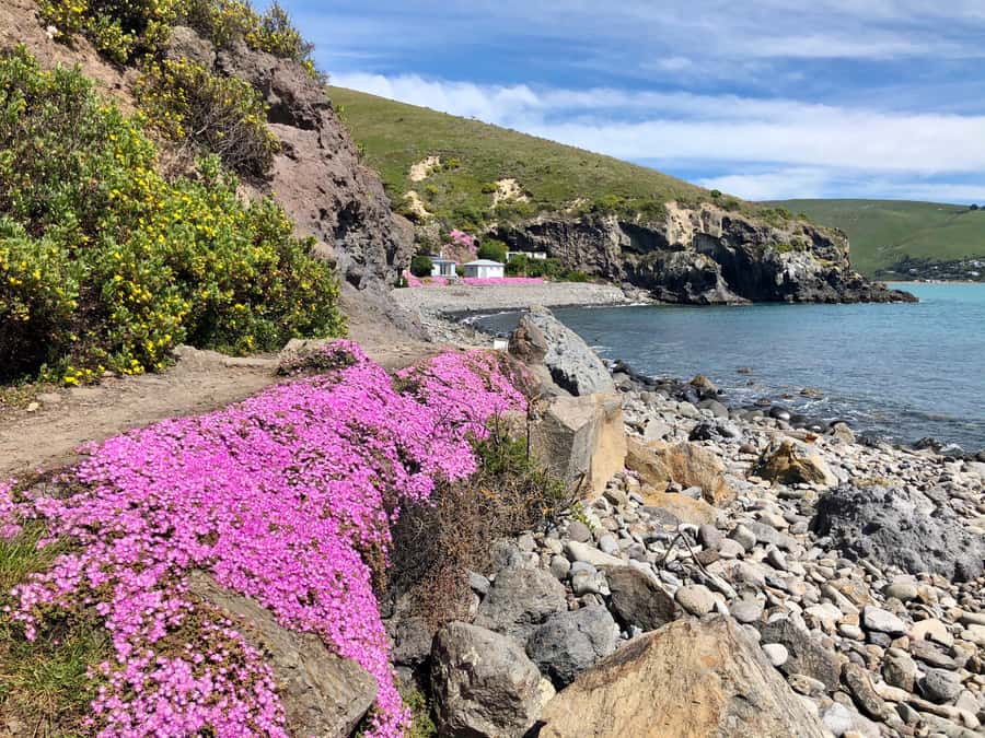 Christchurch: Guided Crater Rim Walk with Coastal Scenery - Godley Head Track: Why the Views Matter (and Where the Story Shows Up)