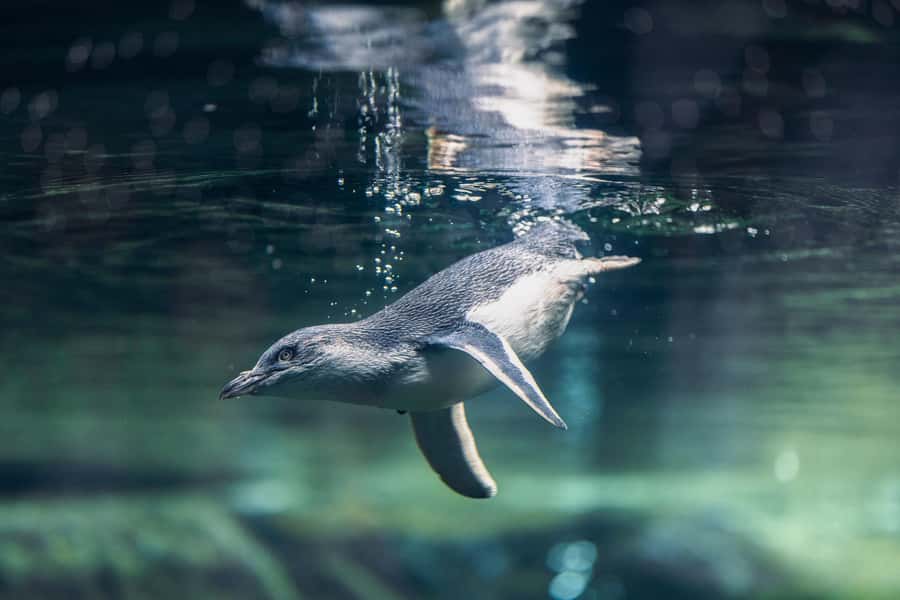 Christchurch International Antarctic Centre Entry Tickets - Husky Zone: Meet the Dogs and Learn the Handling Side
