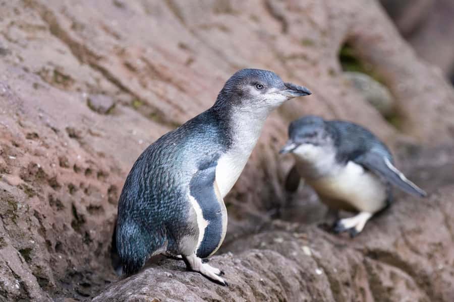 Christchurch International Antarctic Centre Entry Tickets - Ice Voyage 4D Theatre: The Simulated Antarctic Peninsula Cruise