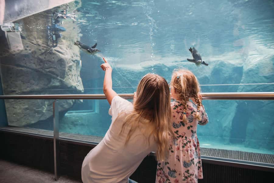 Christchurch International Antarctic Centre Entry Tickets - Finding the Entrance: Where You Start at Orchard Road