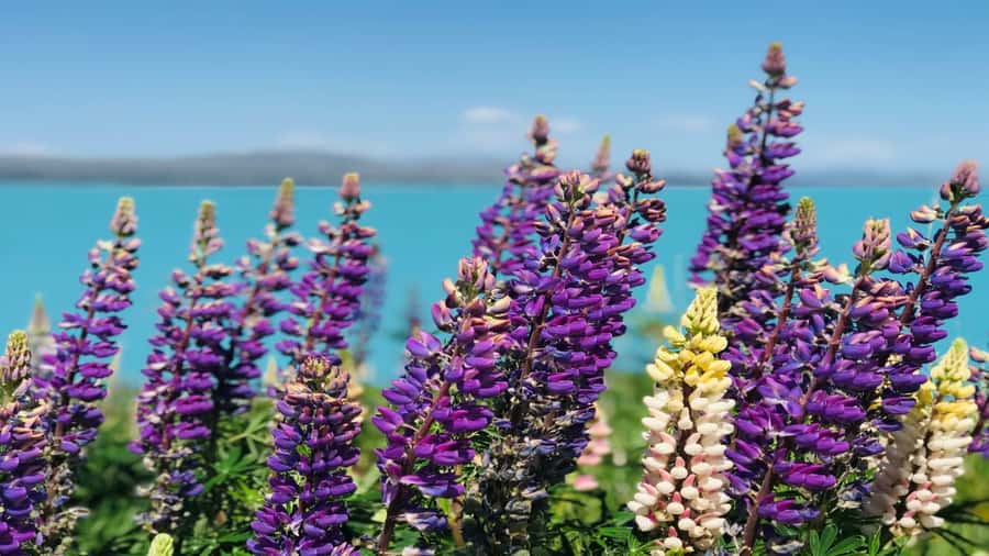 Christchurch: Mt Cook & Tekapo Small-Group Tour (incl Lunch) - Lake Tekapo and the Church of the Good Shepherd photo payoff
