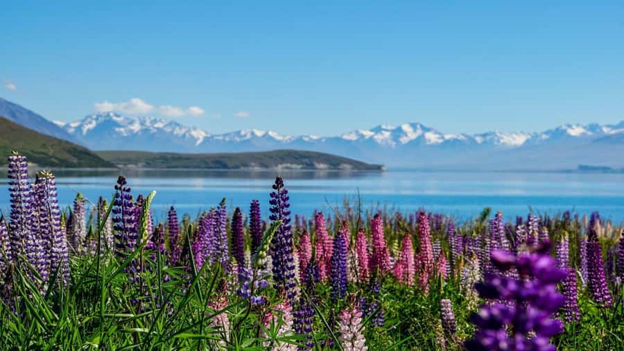 Christchurch: Mt Cook & Tekapo Small-Group Tour (incl Lunch) - Price and value for iconic alpine stops from Christchurch