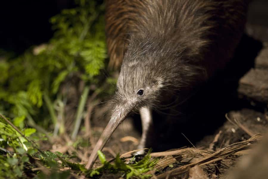 Christchurch: Orana Wildlife Park Admission - Key points to know before you go