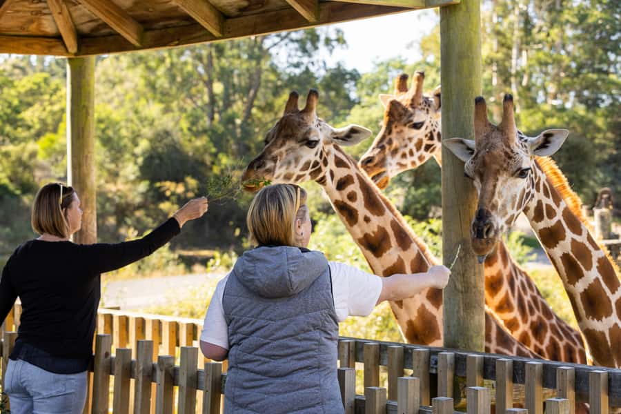 Christchurch: Orana Wildlife Park Admission - Orana Wildlife Park: what open-range really means