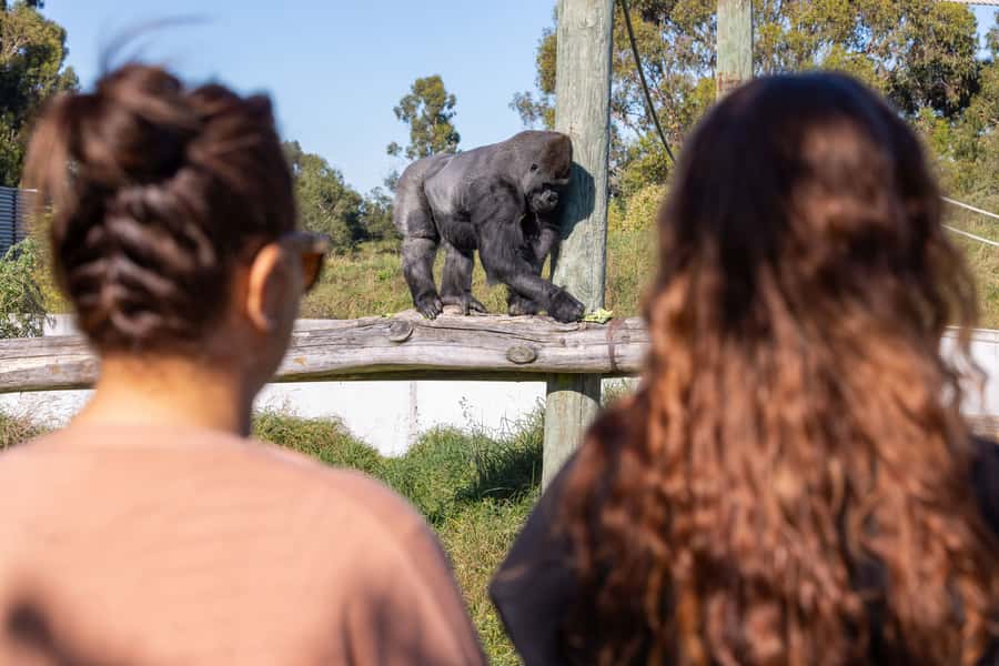 Christchurch: Orana Wildlife Park Admission - Safari Shuttle and walking: the easiest way to cover 180 hectares