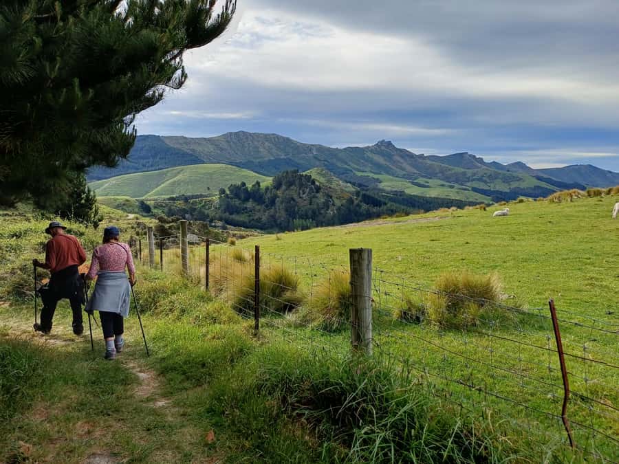 Christchurch: Packhorse Hut Guided Walk and Scenic Drive - Key highlights