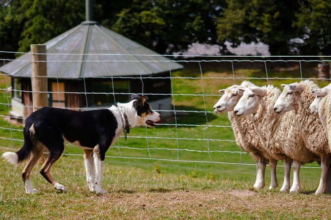 Christchurch Sheep Farm Visit - Key highlights worth your attention