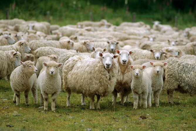 Christchurch Sheep Farm Visit - Group size and the mini-bus reality in Canterbury
