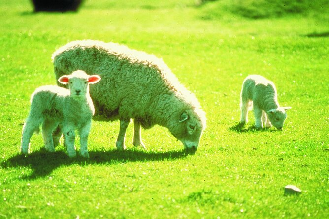 Christchurch Sheep Farm Visit - Who this Christchurch sheep farm visit is best for