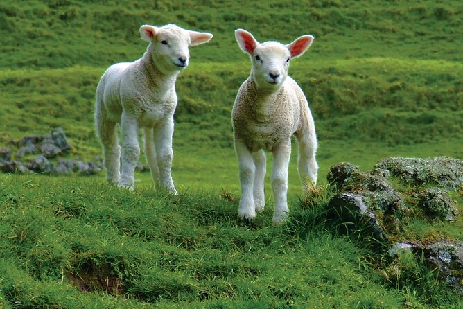 Christchurch Sheep Farm Visit - Getting to the farms: pickup, mobile ticket, and how long it takes