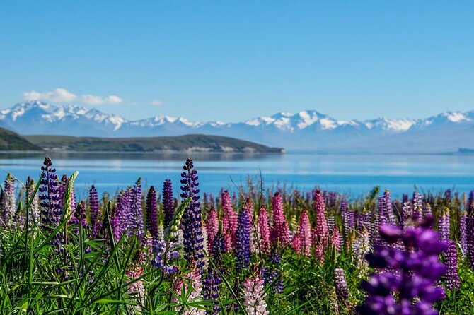 Christchurch to Mt Cook via Lake Tekapo One Way Small Group Tour - Lake Pukaki: blue that shows up only when conditions cooperate