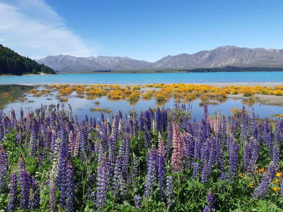 Christchurch: to Queenstown via Mt Cook 1 Way Tour - Arrival in Queenstown: drop-off where you can actually move