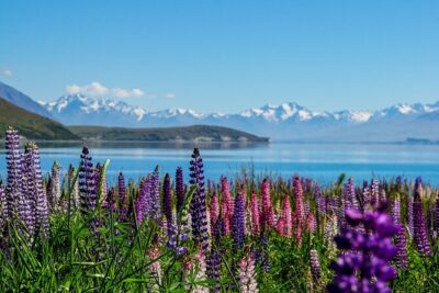 Christchurch to Tekapo Small-Group Tour (one-way)