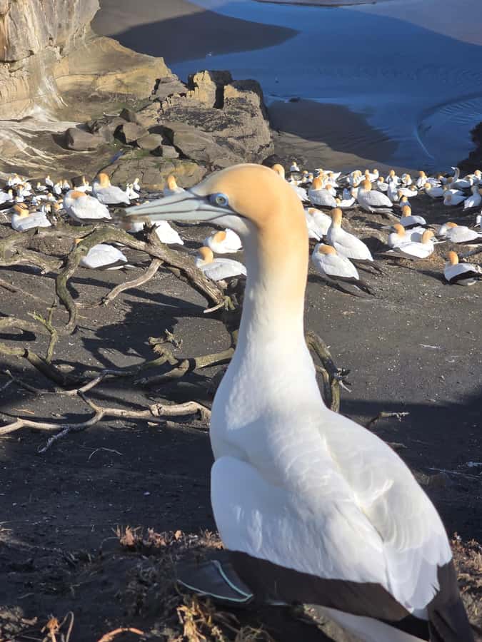 “City & Coast & Country” – A Relaxed Day Tour from Auckland - Central Auckland, just enough city to set the scene