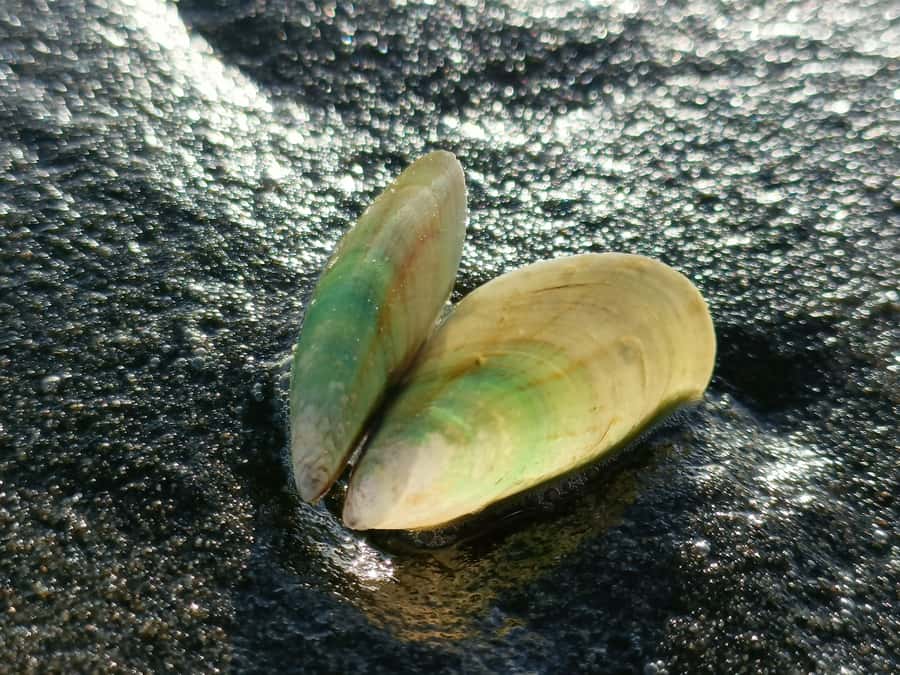 “City & Coast & Country” – A Relaxed Day Tour from Auckland - Piha Beach: where cliffs and weather do most of the talking