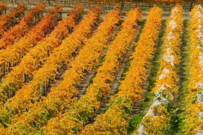 Classic Wanaka Wine Tour