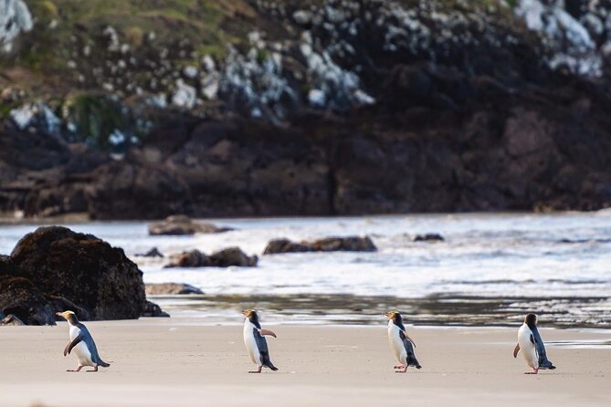 Clearwater Private Penguin & Wildlife Tour from Port Otago (5hrs) - Key highlights to know before you go