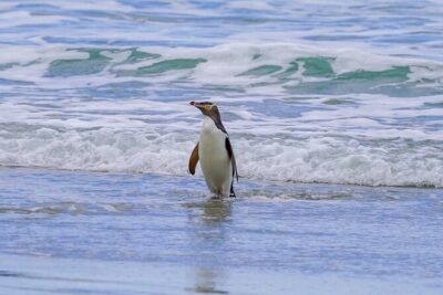 Clearwater Private Penguin & Wildlife Tour from Port Otago (5hrs)
