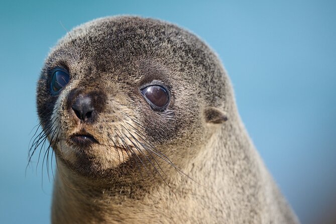Clearwater Private Penguin & Wildlife Tour from Port Otago (5hrs) - The Dunedin Railway Station stop, quick and photogenic